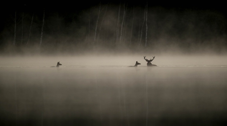 26-11-29 LeChantDesForets © Vincent Munier.jpg