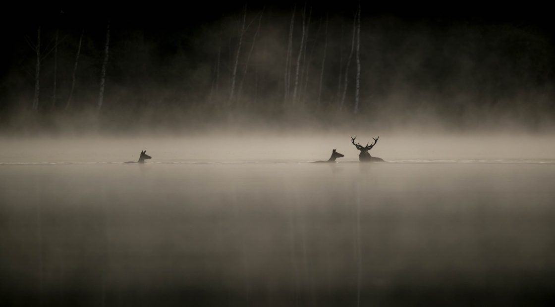 Le Chant Des Forets © Vincent Munier