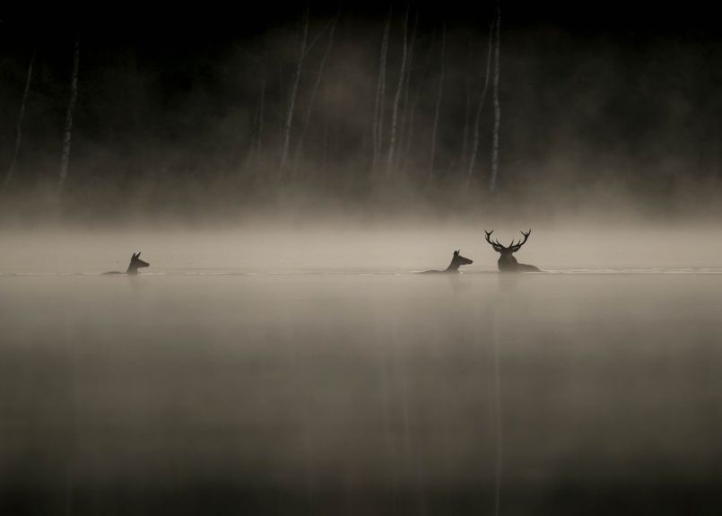 26-11-29 LeChantDesForets © Vincent Munier.jpg
