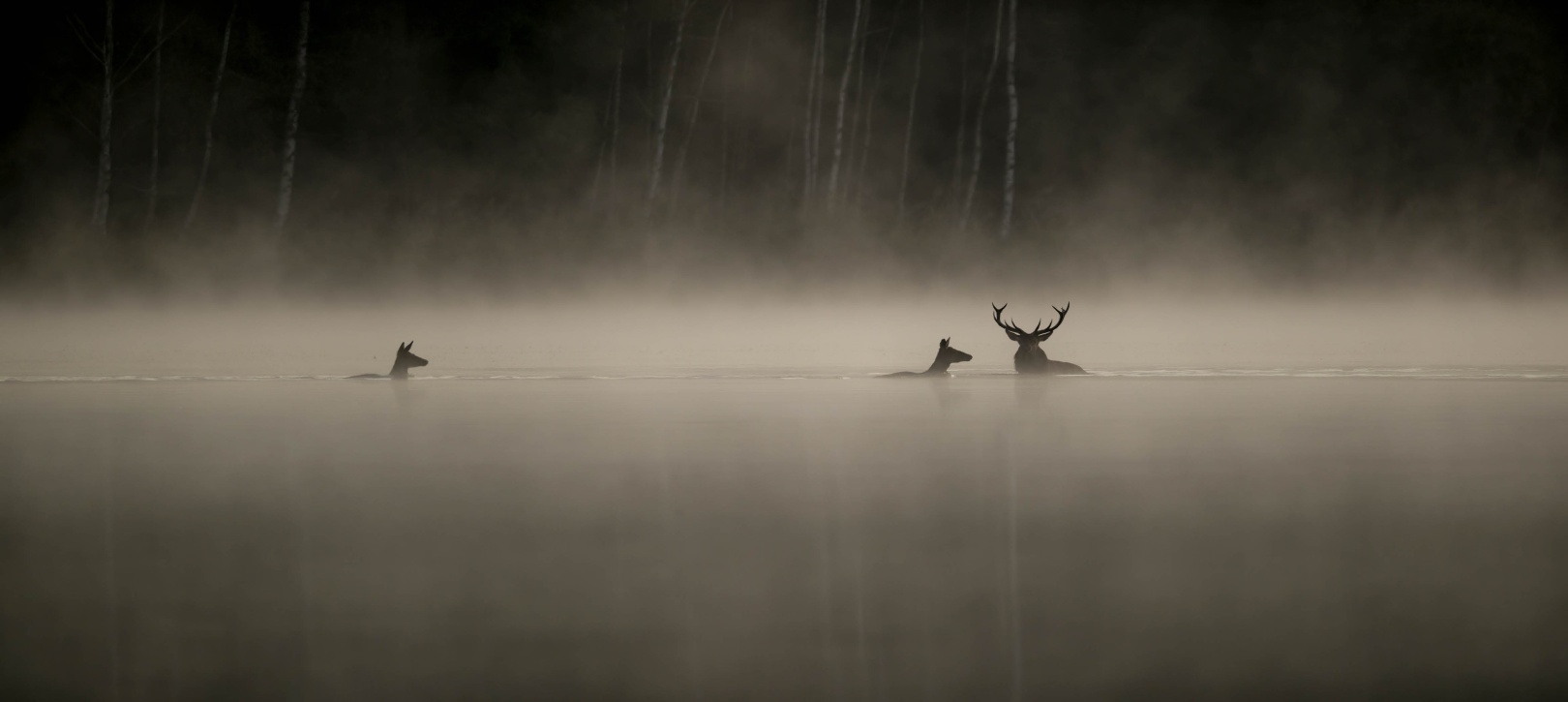 26-11-29 LeChantDesForets © Vincent Munier.jpg